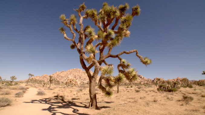 Boy Scout Trail, Joshua Tree National Park, California, US